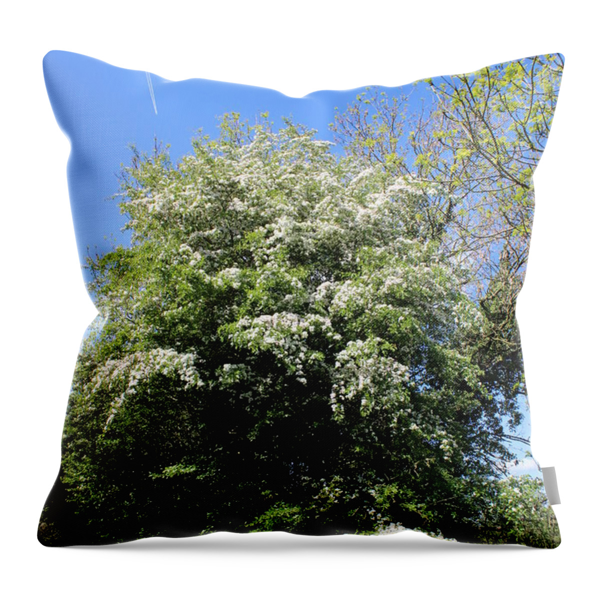 Flowers Throw Pillow featuring the photograph Flowering tree by Sarah Qua