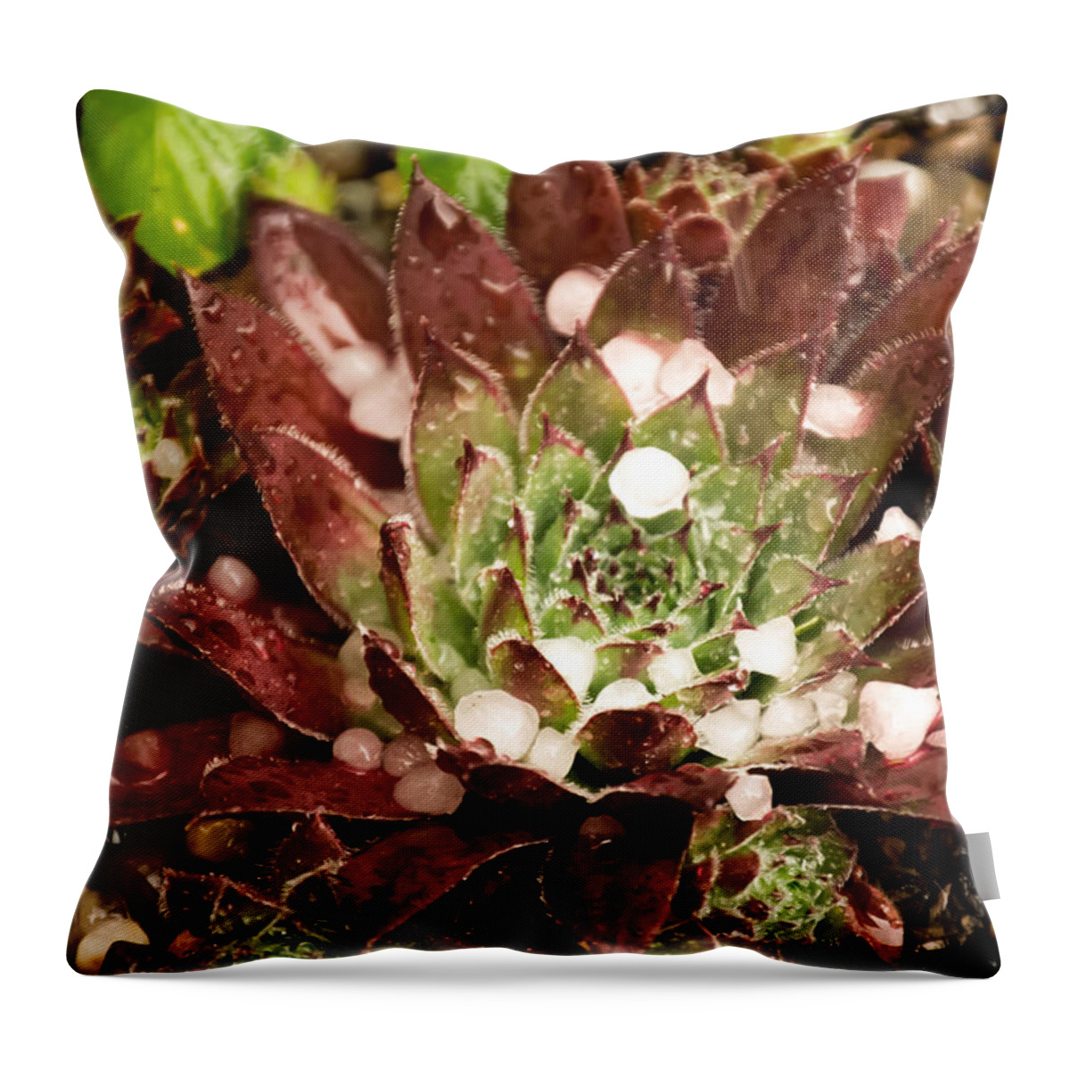 Green Throw Pillow featuring the photograph Flowers - Sempervivum in the hail by Scott Lyons