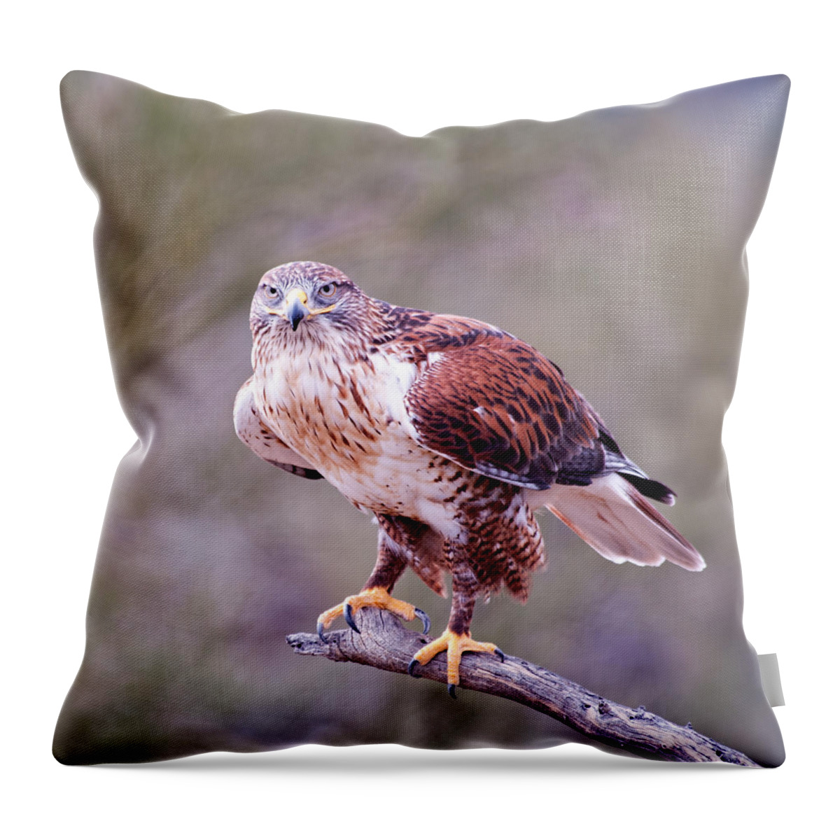ferruginous Hawk Throw Pillow featuring the photograph Focus by Dan McManus