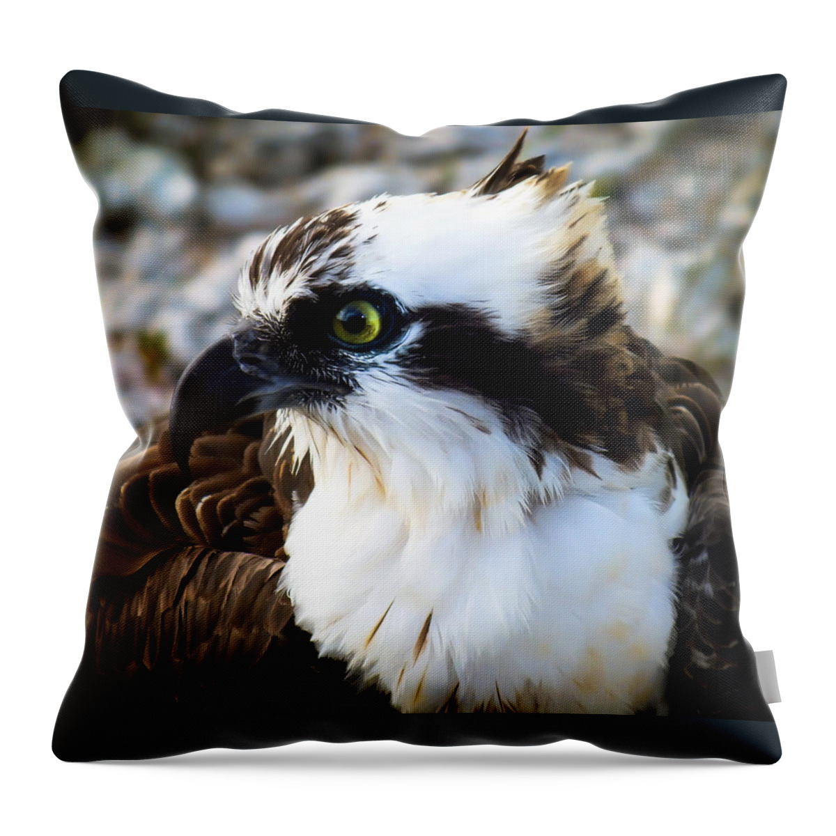 Birds Throw Pillow featuring the photograph Focused by Karen Wiles