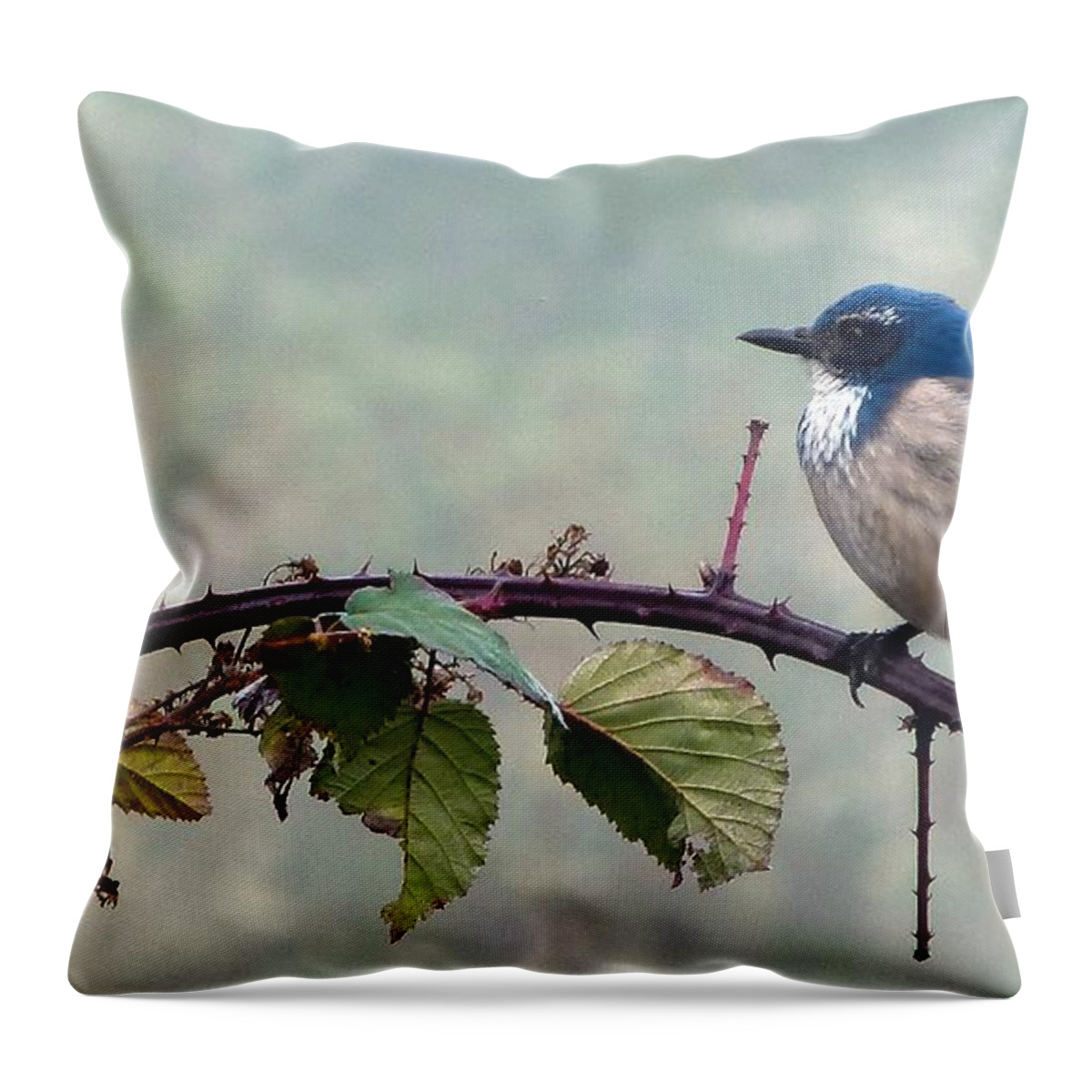 Nature Throw Pillow featuring the photograph Fog Bound Jay by Julia Hassett