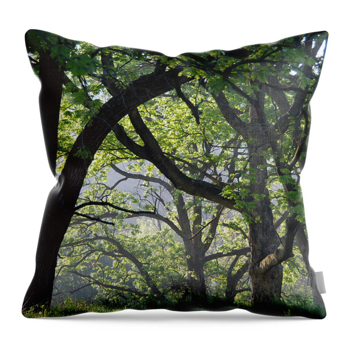 Tree Throw Pillow featuring the photograph Fog Lifting on a Spring Morning in Minnesota by Cascade Colors