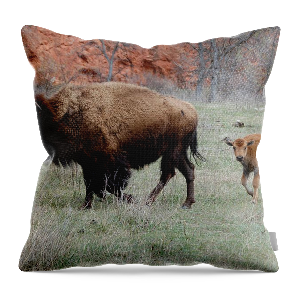 Buffalo Throw Pillow featuring the photograph Following Mama by Greni Graph