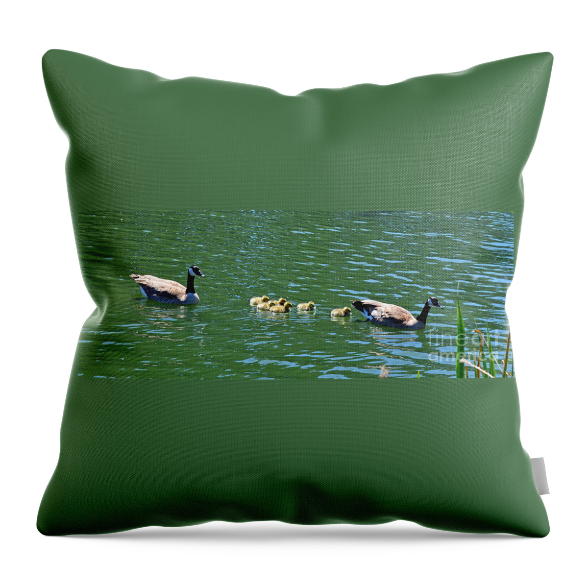 Following The Leader Throw Pillow featuring the photograph Following the Leader in Golden Gate Park by Jim Fitzpatrick