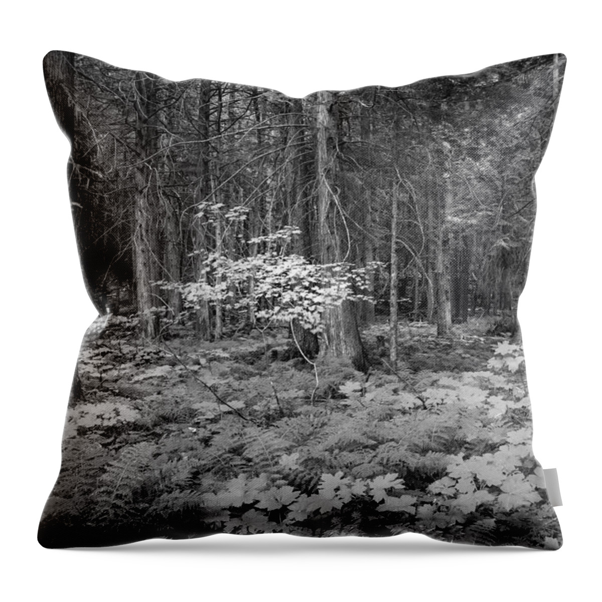 Glacier National Park Throw Pillow featuring the photograph Forest Floor Glacier National Park BW by Rich Franco