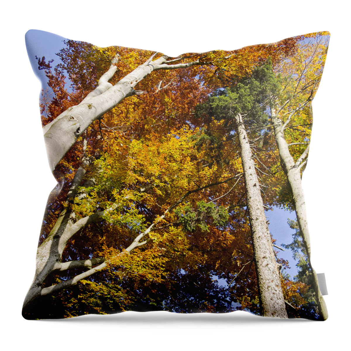 00198119 Throw Pillow featuring the photograph Forest In Autumn Bavaria by Konrad Wothe