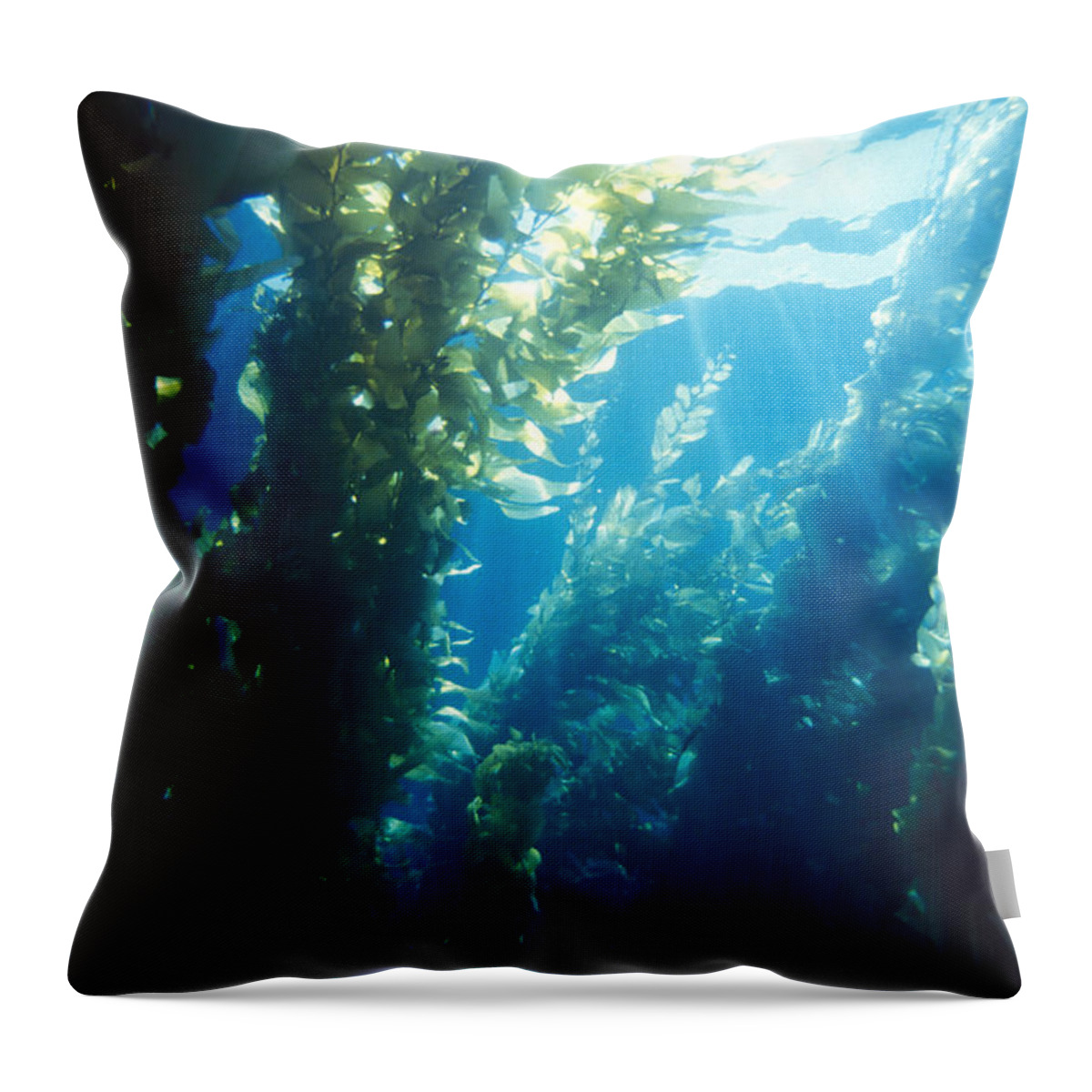 Algae Throw Pillow featuring the photograph Forest Of Giant Kelp by Greg Ochocki