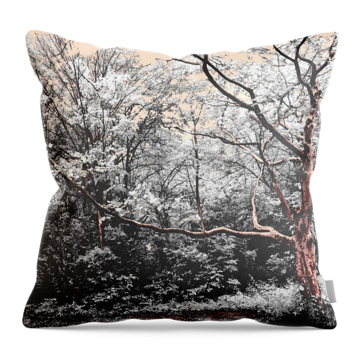 Sycamore Throw Pillow featuring the photograph Forest Whispers by Shawna Rowe