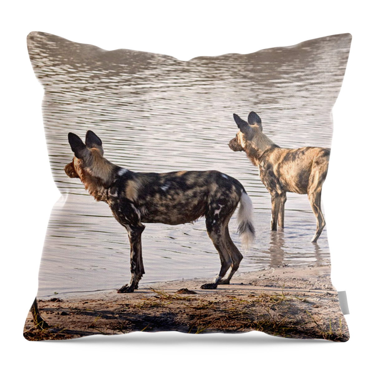 Carnivore Throw Pillow featuring the photograph Four alert African Wild Dogs by Liz Leyden