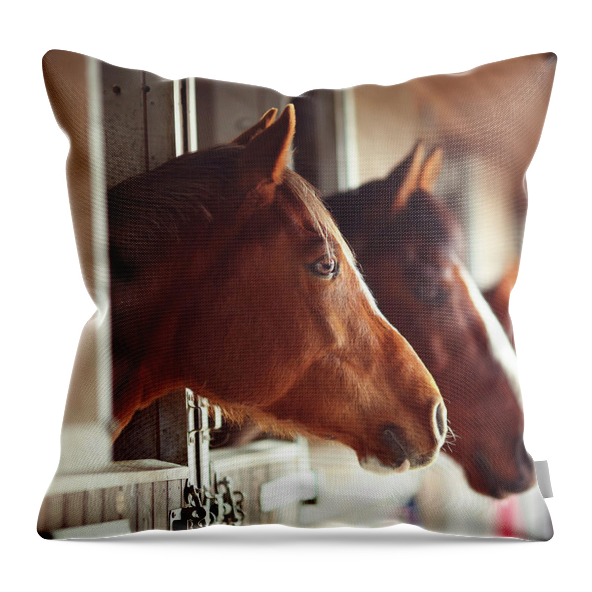 Horse Throw Pillow featuring the photograph Four Horses In Stables by Olivia Bell Photography