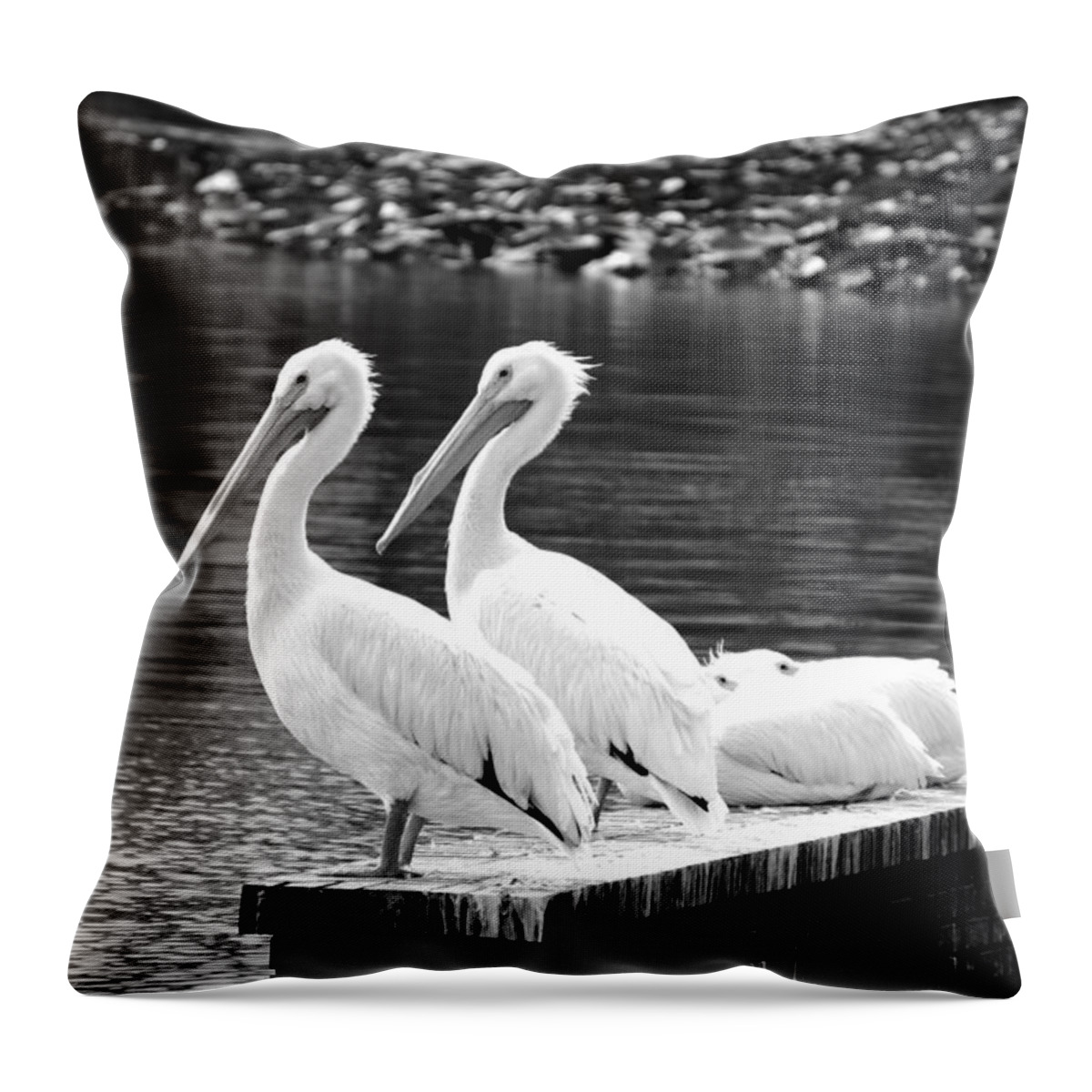 White Pelicans Throw Pillow featuring the photograph Four in a Row 2 by Laurie Perry