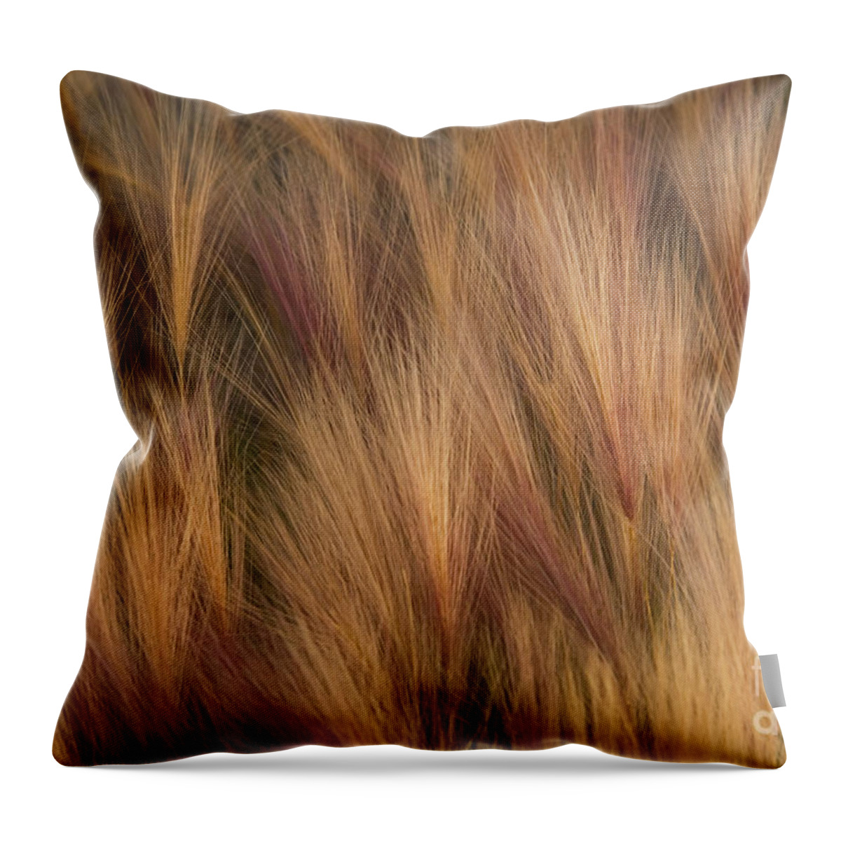 Foxtail Throw Pillow featuring the photograph Foxtail by Ron Sanford