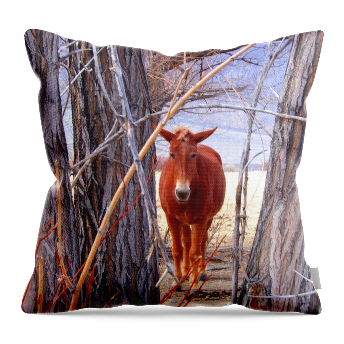 Mule Throw Pillow featuring the photograph Framed by Marilyn Diaz