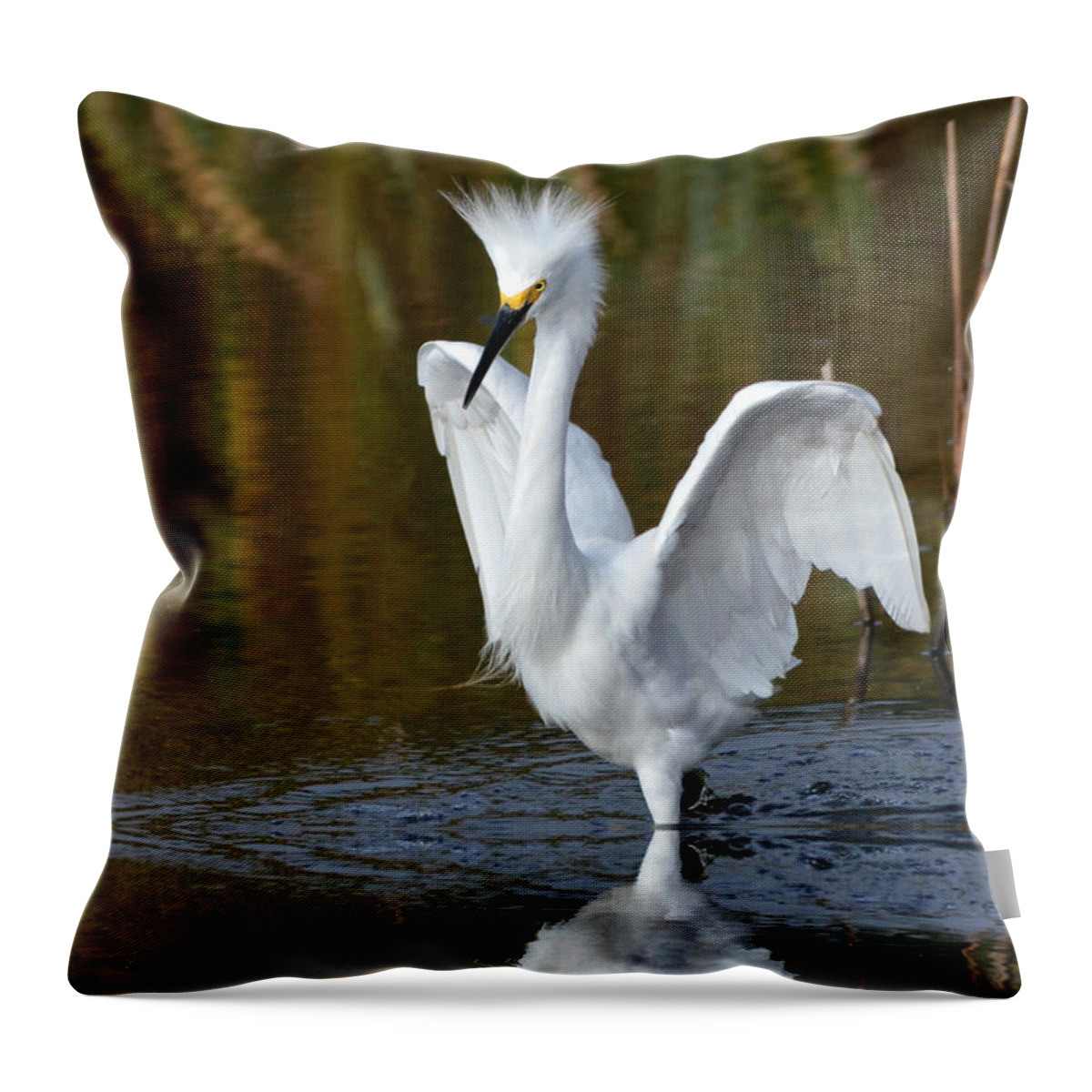 Egrets Throw Pillow featuring the photograph Frazzled by Kathy Baccari