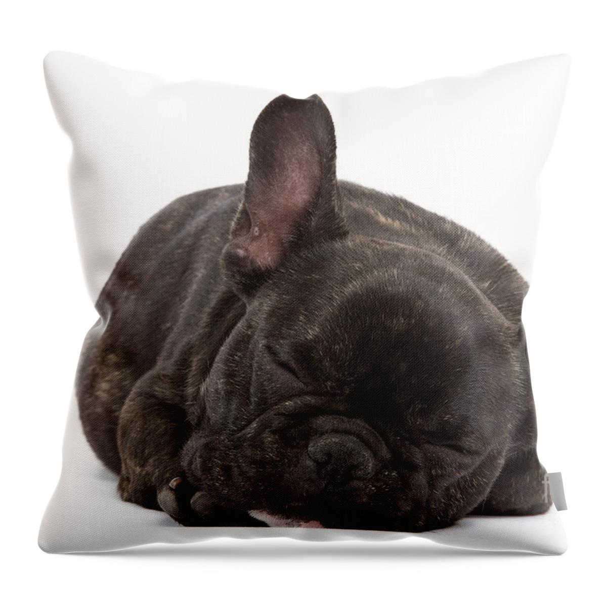 Dog Throw Pillow featuring the photograph French Bulldog by Jean-Michel Labat