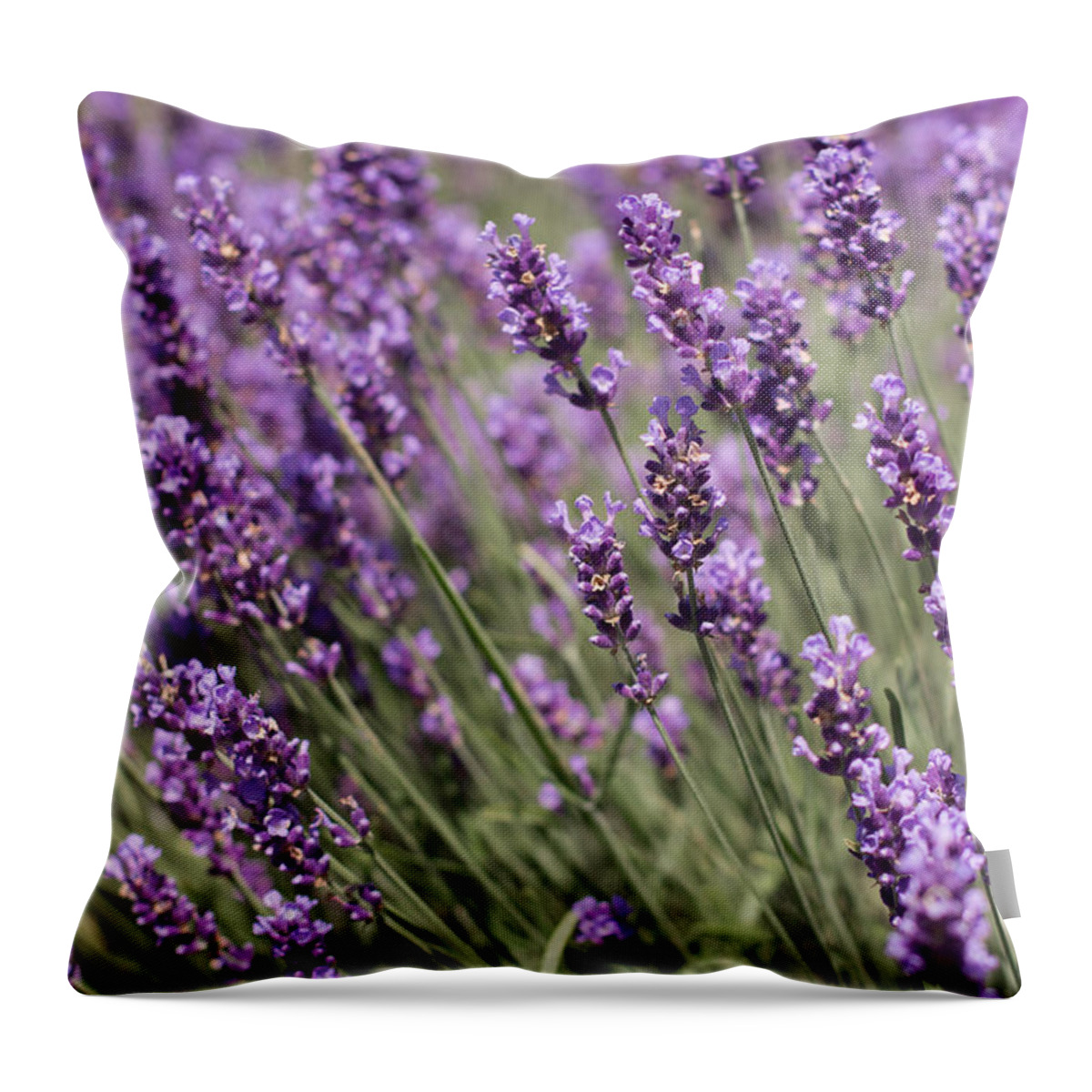 Lavender Throw Pillow featuring the photograph French Lavender by Barbara McMahon