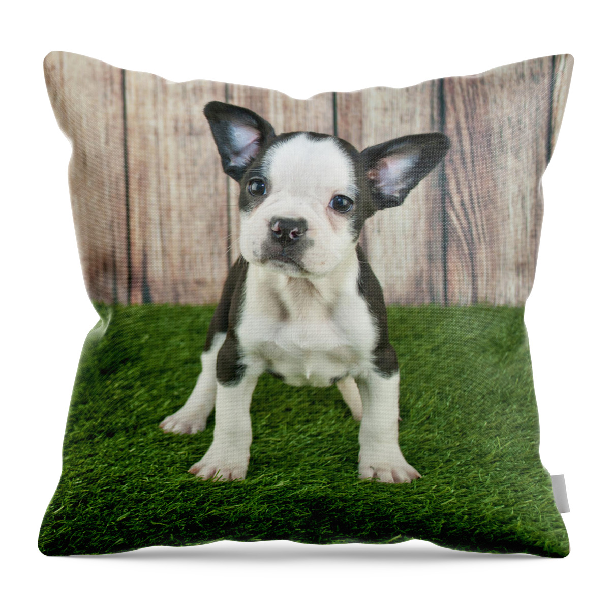 Pets Throw Pillow featuring the photograph Frenchton Puppy by Stockimage