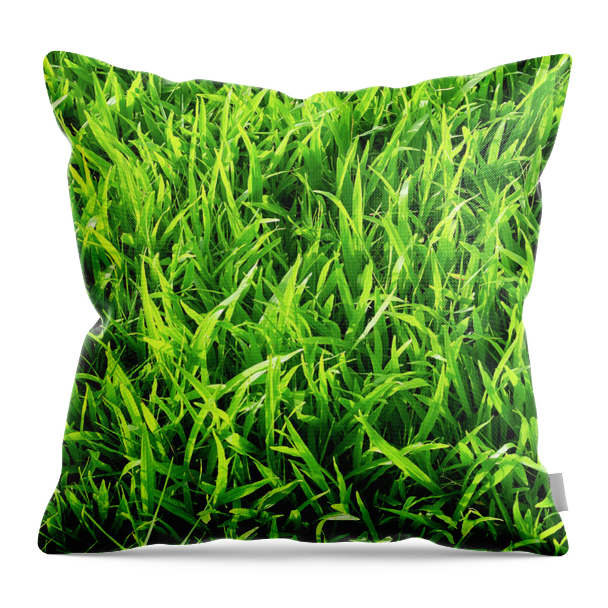 Empty Throw Pillow featuring the photograph Fresh Green Grass by Primeimages