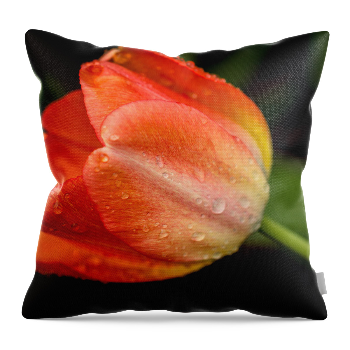 Tulip Throw Pillow featuring the photograph Fresh by Sara Frank