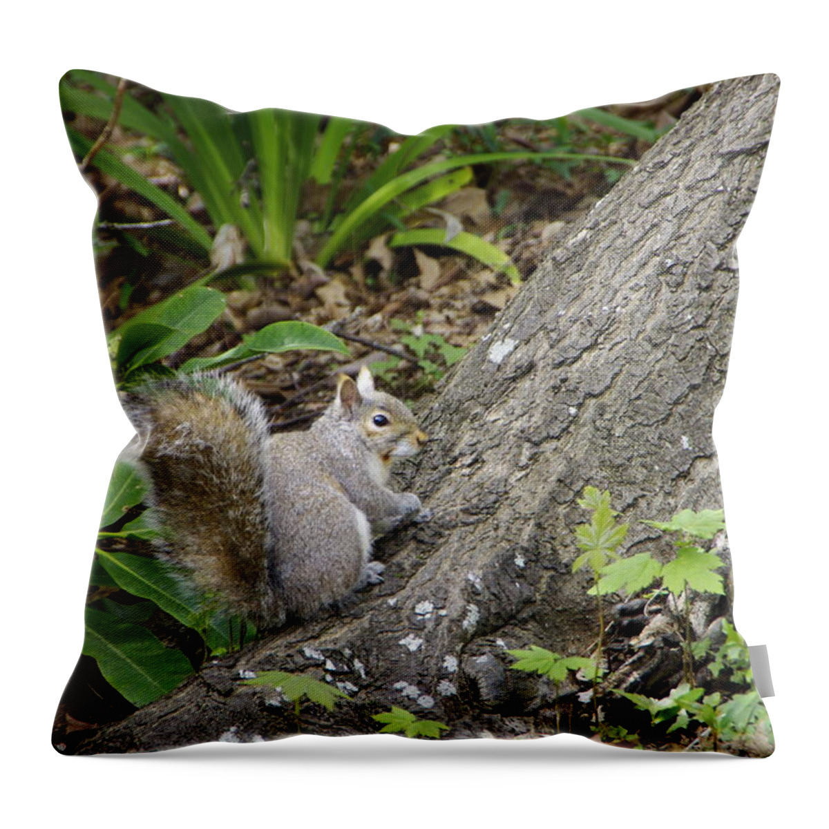 Squirrel Throw Pillow featuring the photograph Friendly Squirrel by Marilyn Wilson