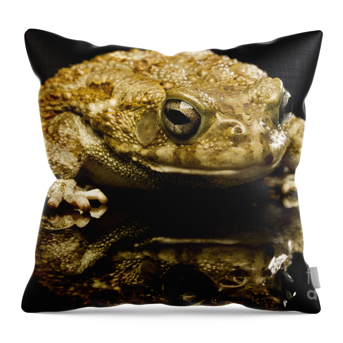 Frog Throw Pillow featuring the photograph Frog by Gunnar Orn Arnason