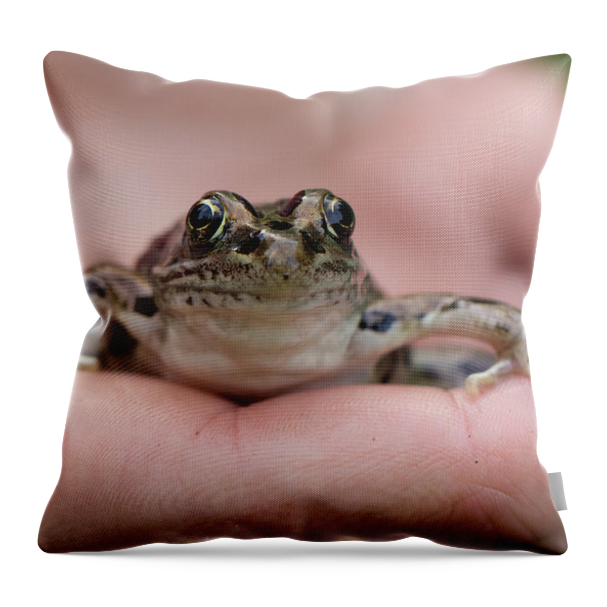 Animals Throw Pillow featuring the photograph Frog by Jakub Sisak