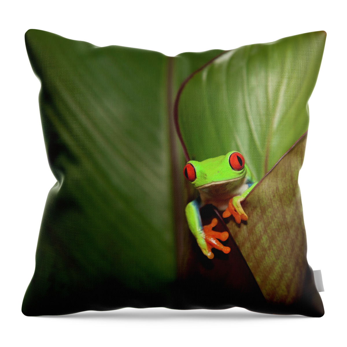 Hiding Throw Pillow featuring the photograph Frog On A Plant In Its Natural by Kerkla