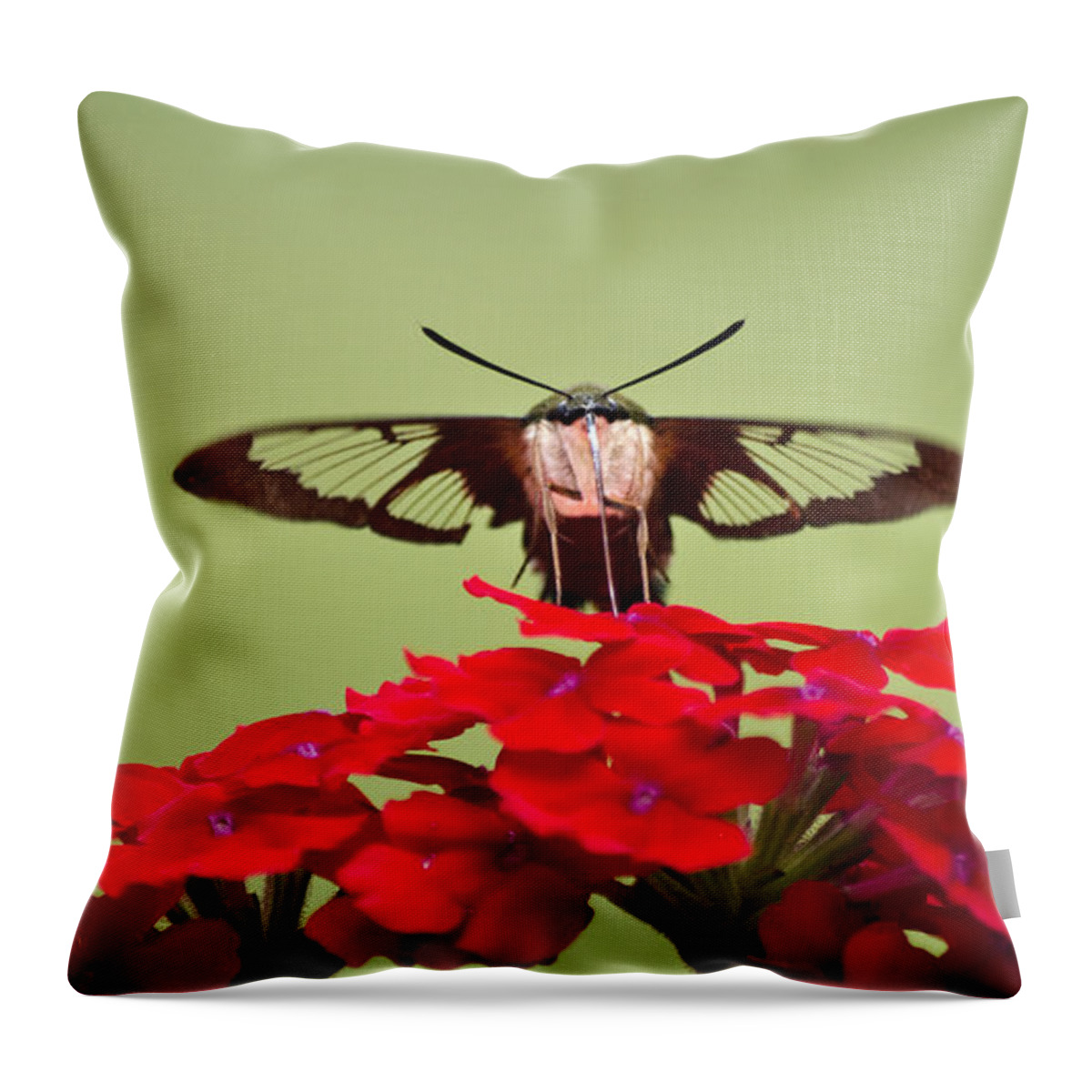 Hummingbird Clearwing Moth Throw Pillow featuring the photograph Hummingbird Clearwing Moth Front And Center by Christina Rollo