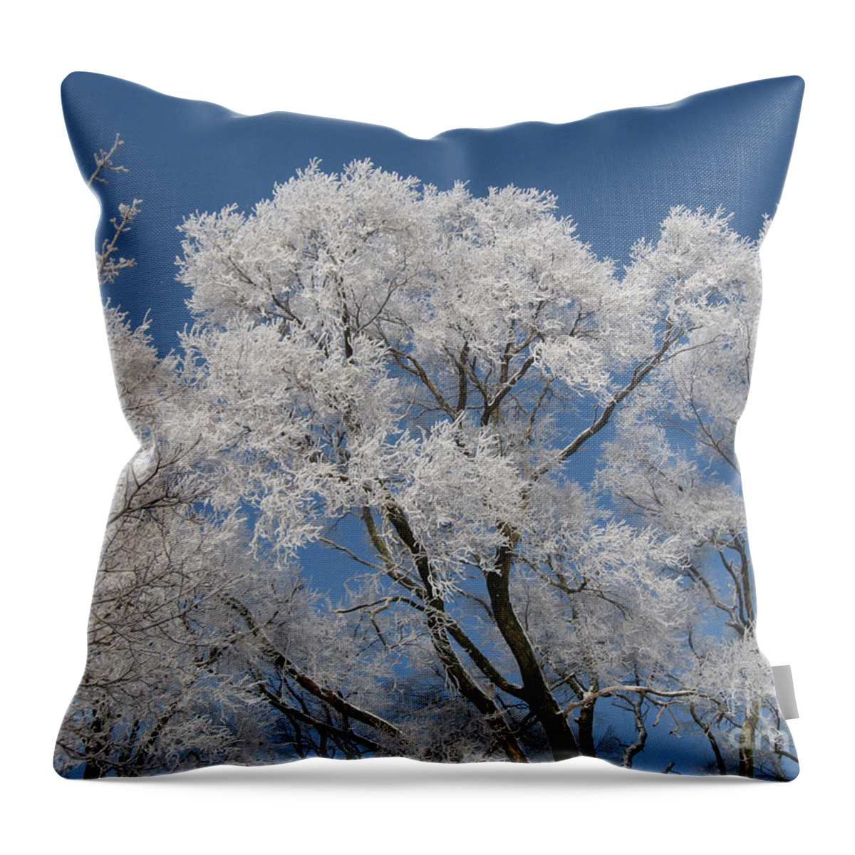 Frost Throw Pillow featuring the photograph Frost on the Elms by Conni Schaftenaar