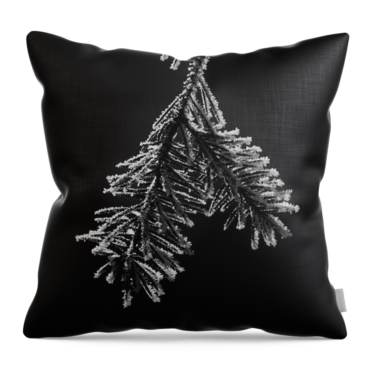 Pine Throw Pillow featuring the photograph Frosted Pine Branch by Daniel Thompson