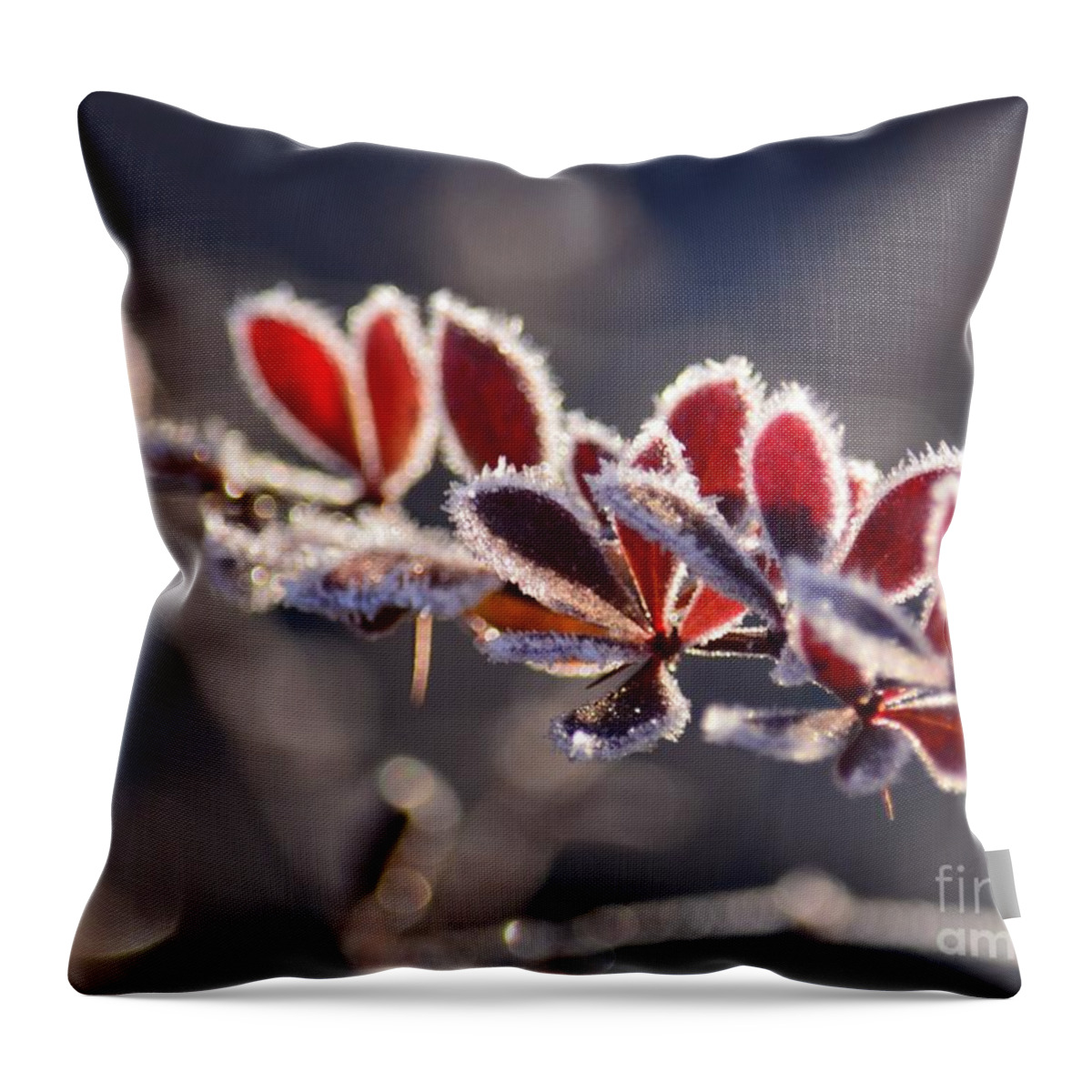 Frosted Red Throw Pillow featuring the photograph Frosted Red by Maria Urso
