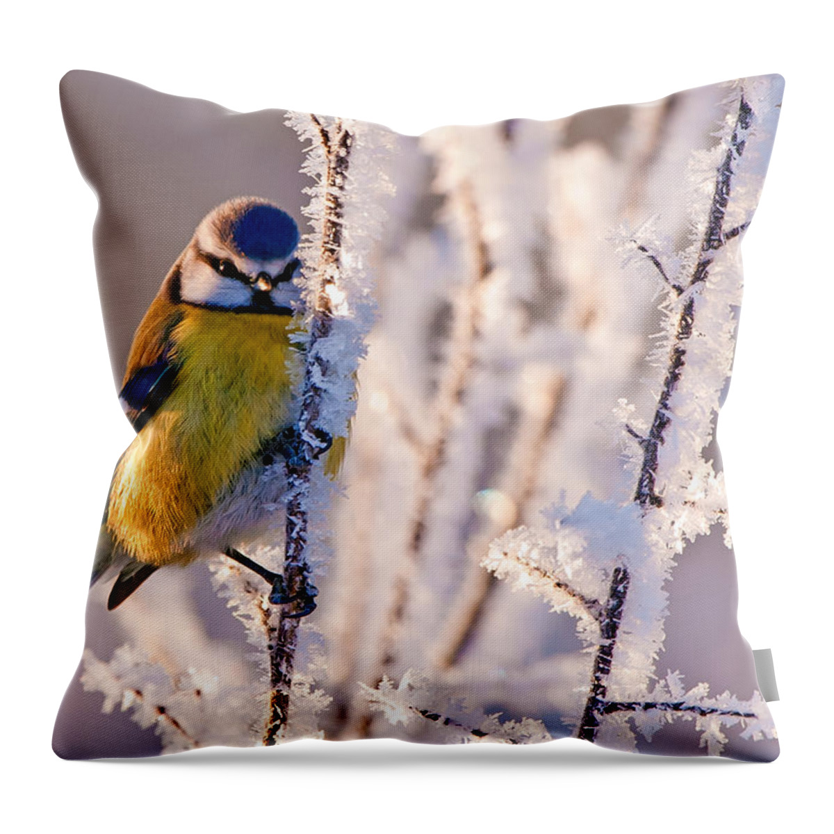 Frosty Blue Tit Throw Pillow featuring the photograph Frosty Blue Tit by Torbjorn Swenelius