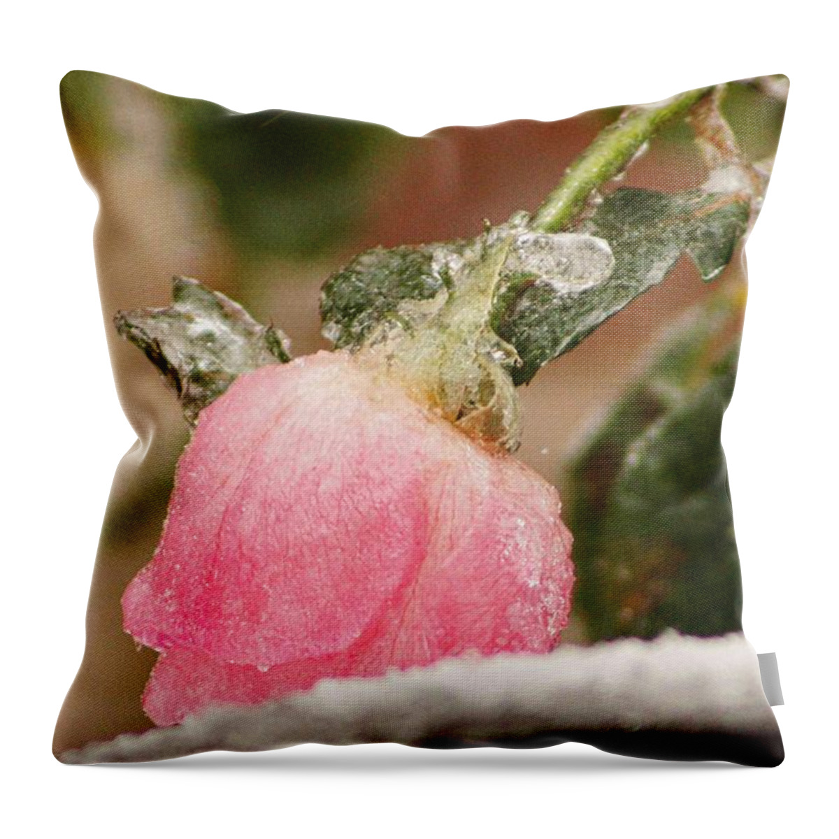 Rose Throw Pillow featuring the photograph Frozen in time by Kathy Churchman