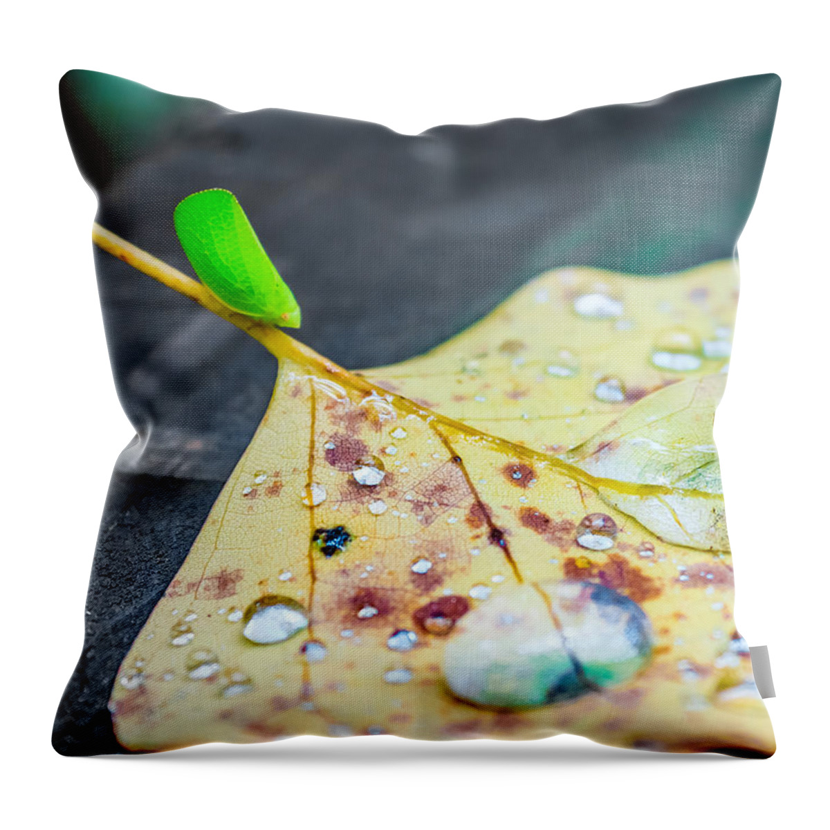 Green Throw Pillow featuring the photograph Fulgoroidea On A Leaf by Traveler's Pics