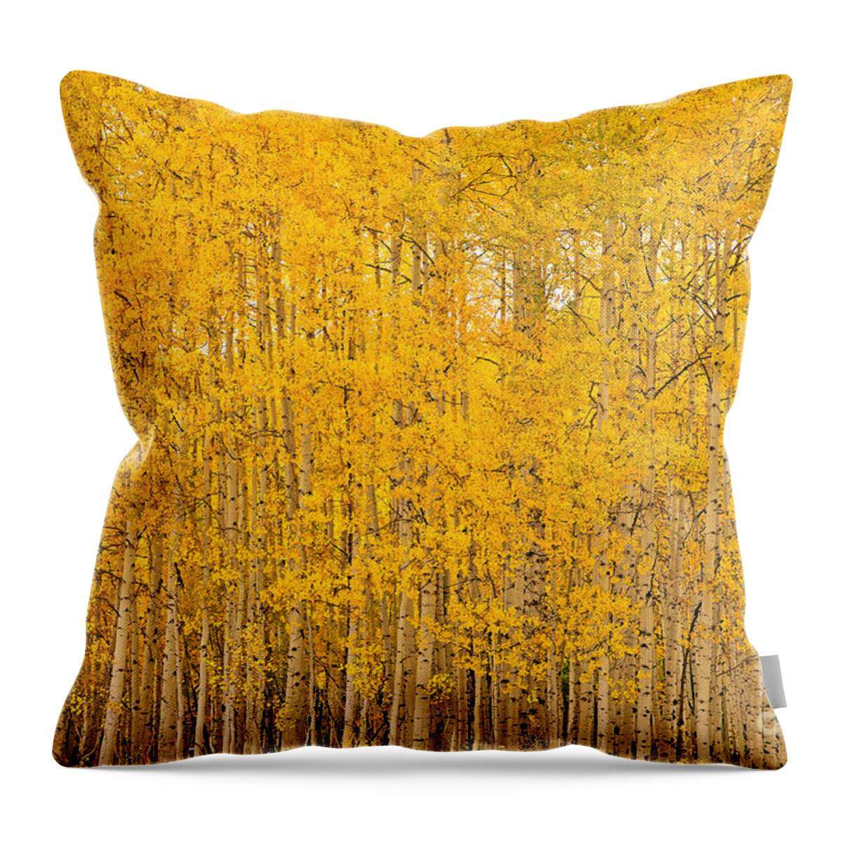 Aspen Throw Pillow featuring the photograph Fullness of Gold by Kelly Black