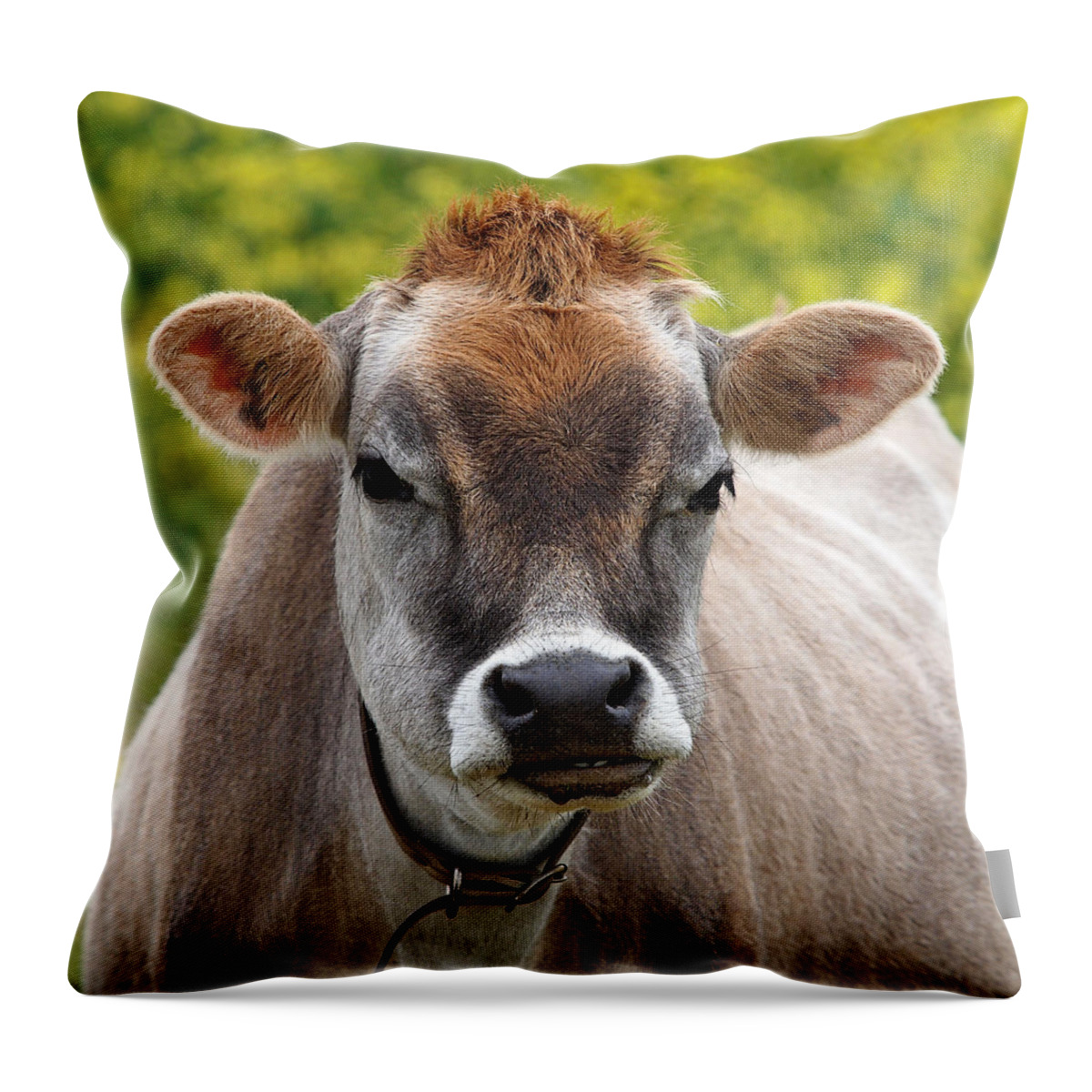 Jersey Cow Throw Pillow featuring the photograph Funny Jersey Cow -Square by Gill Billington