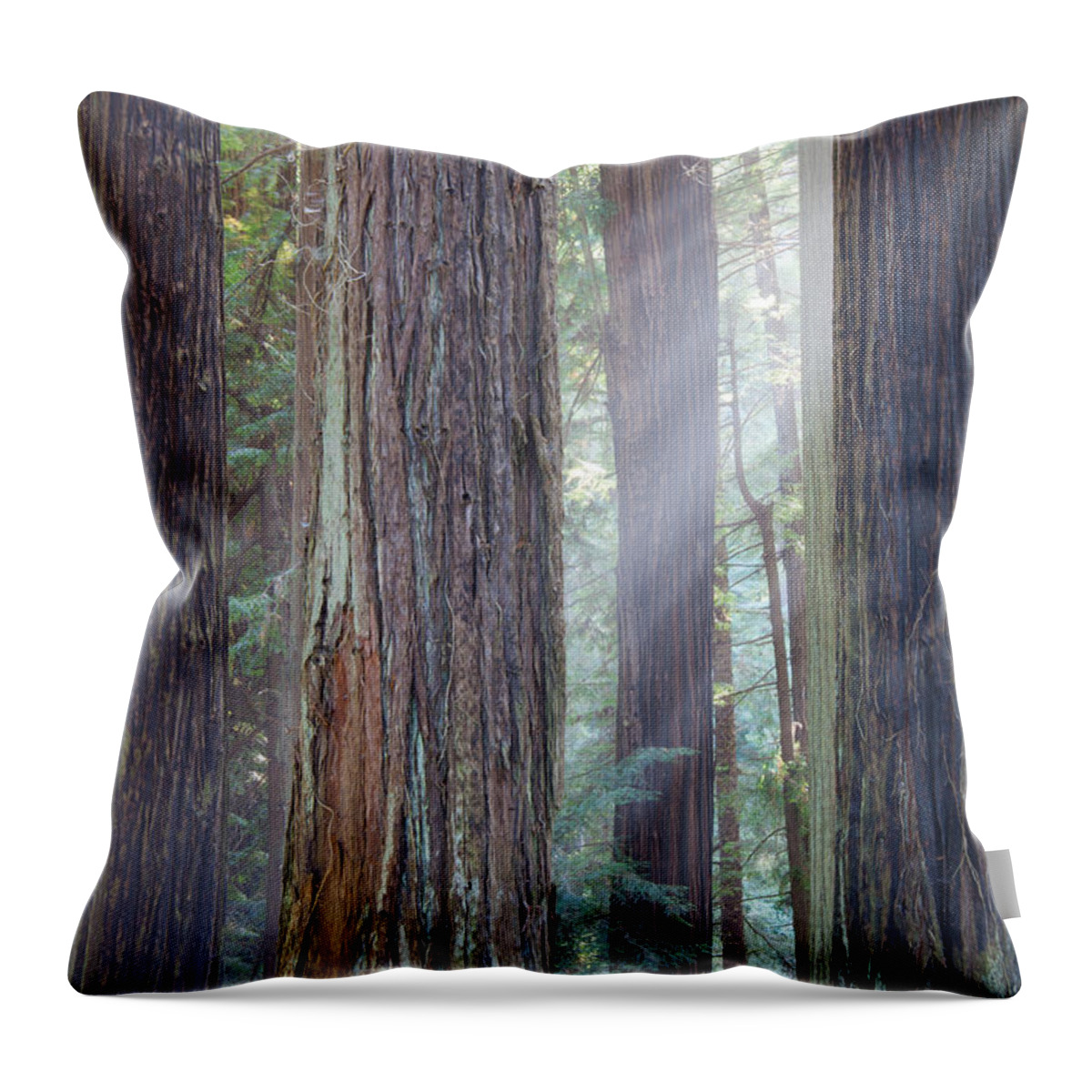 Redwood Throw Pillow featuring the photograph Future Giants by Mark Alder