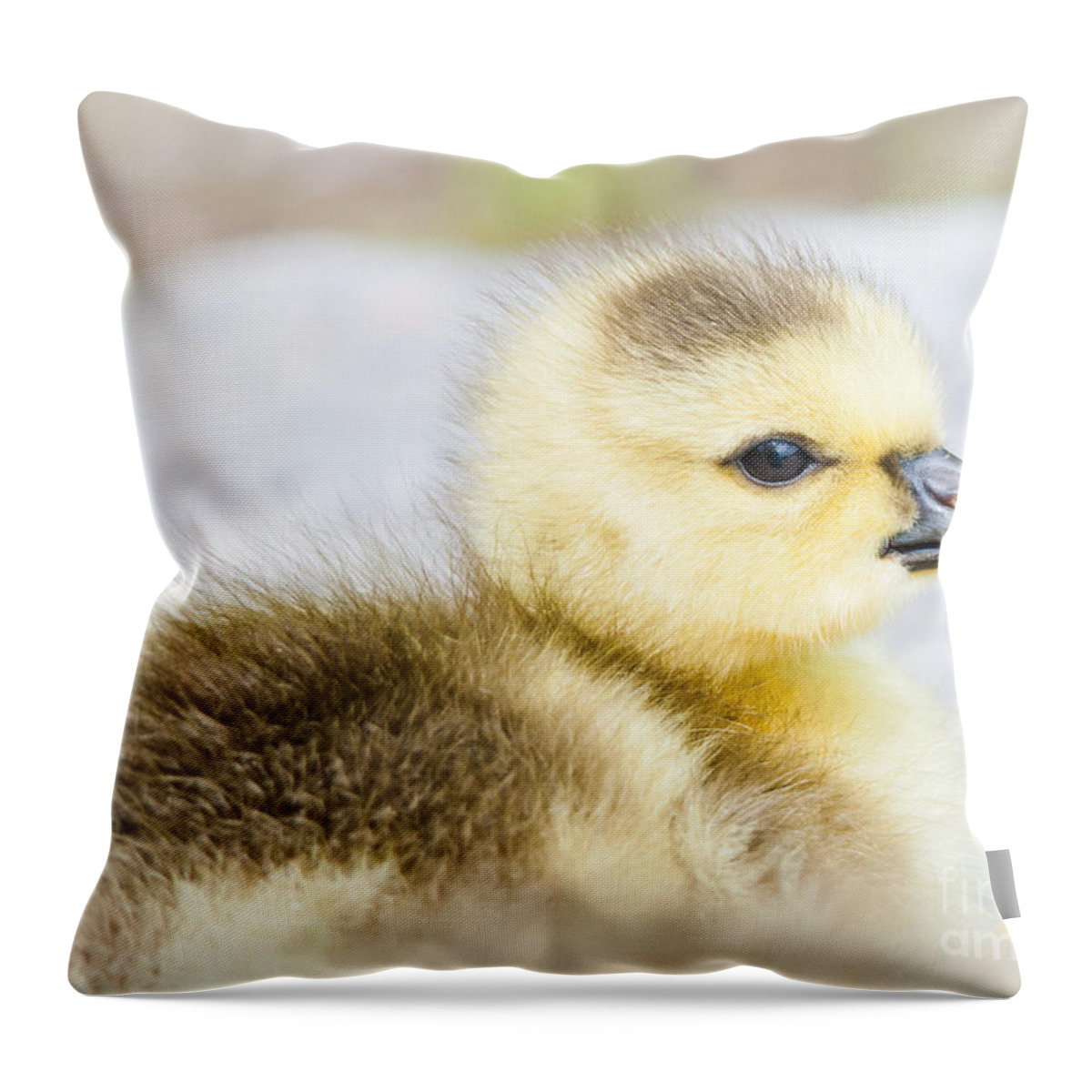 Gosling Throw Pillow featuring the photograph Fuzzy Cuteness by Cheryl Baxter