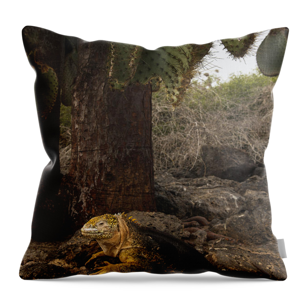 Pete Oxford Throw Pillow featuring the photograph Galapagos Land Iguana South Plaza by Pete Oxford