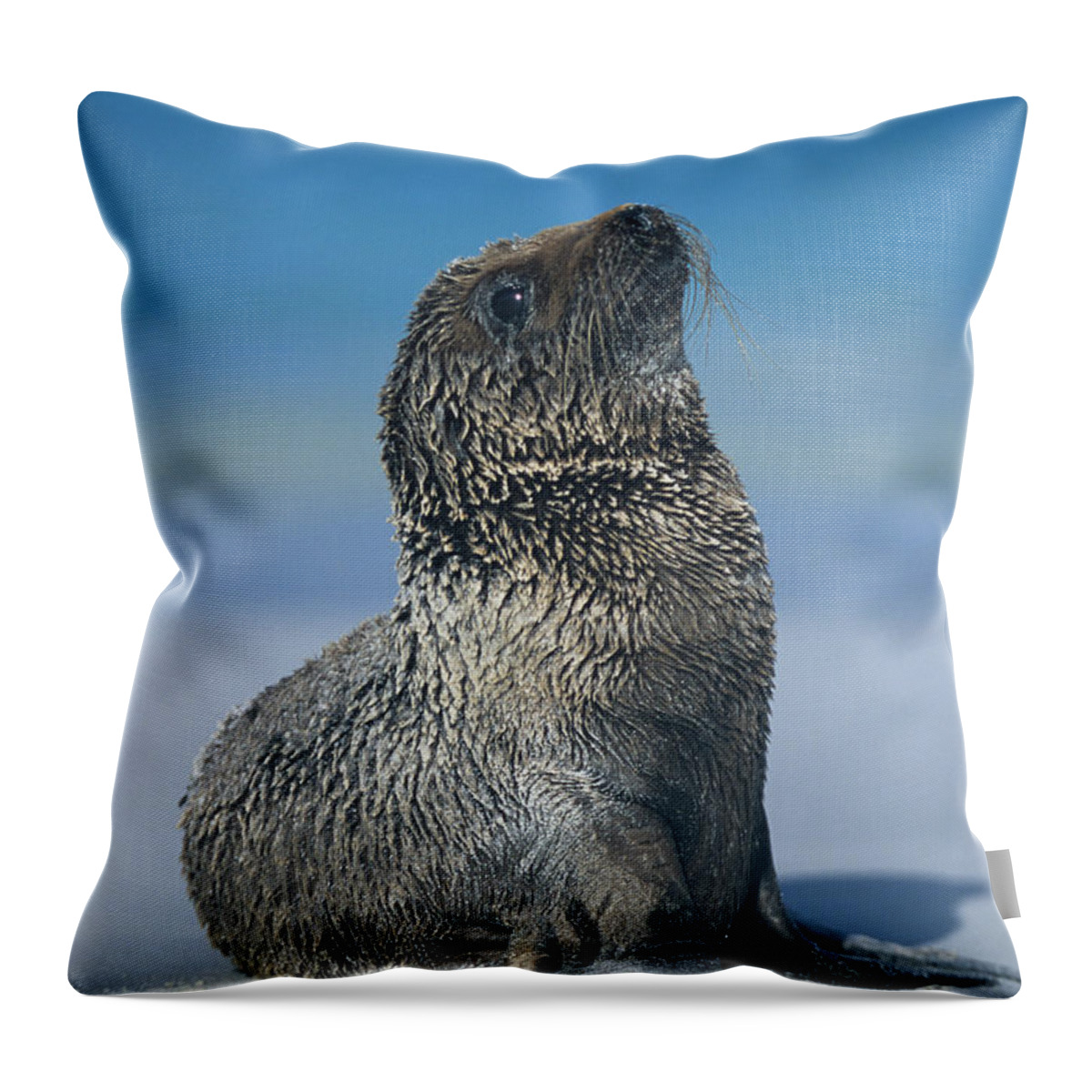 Sea Lion Throw Pillow featuring the photograph Galapagos Sea Lion by Chris Scroggins