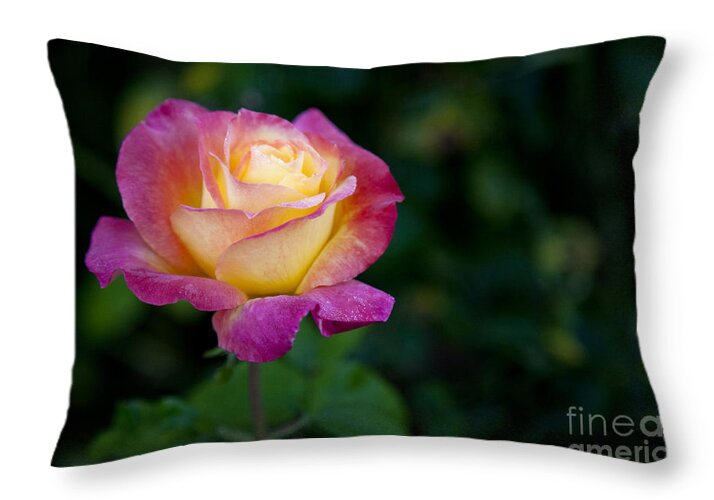 Affection Throw Pillow featuring the photograph Garden Tea Rose by David Millenheft