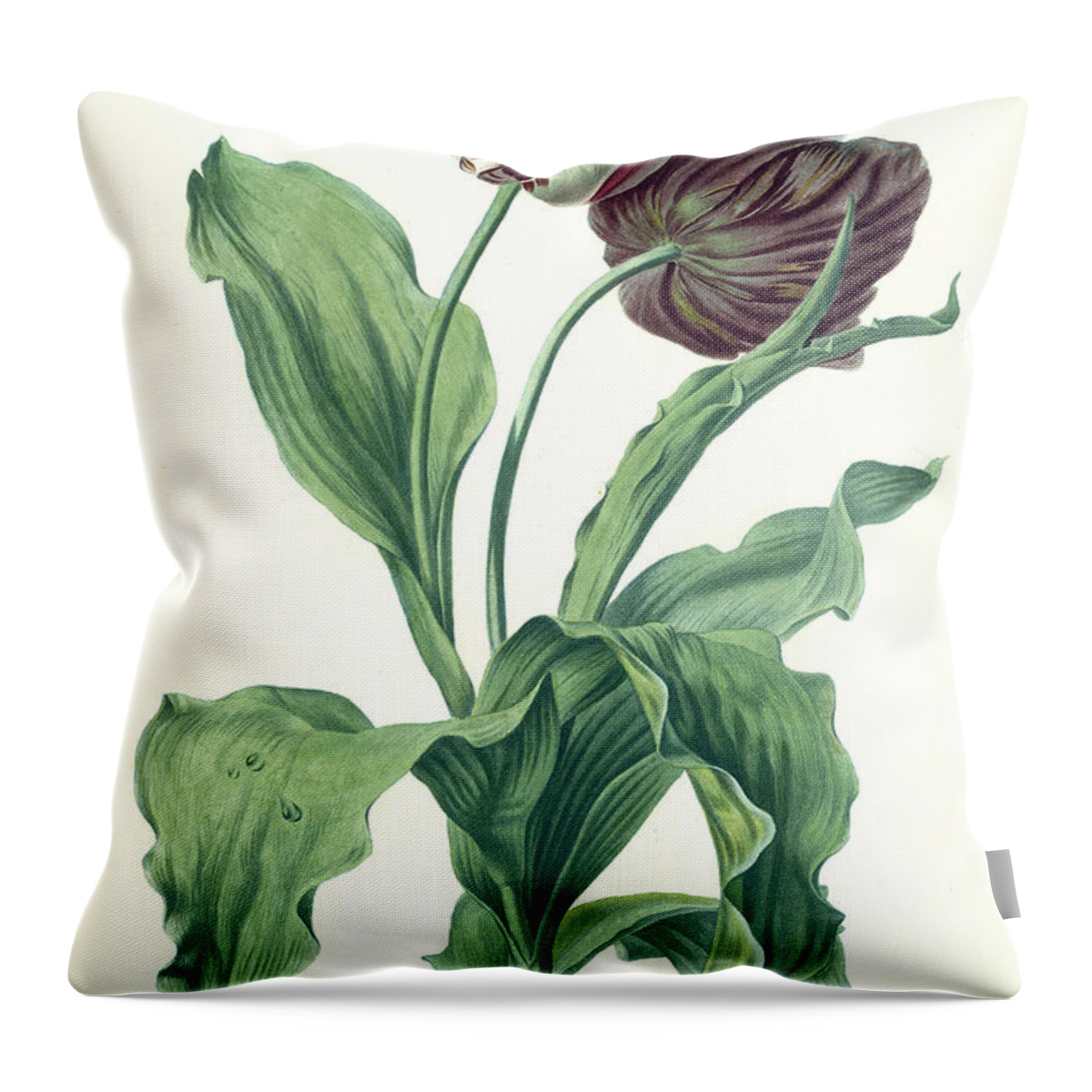 Tulipa Gesneriana Throw Pillow featuring the painting Garden Tulip by Gerard van Spaendonck