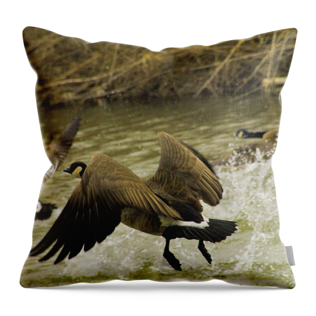 Tulsa Photographs Throw Pillow featuring the photograph Geese Splash Flight by Vernis Maxwell