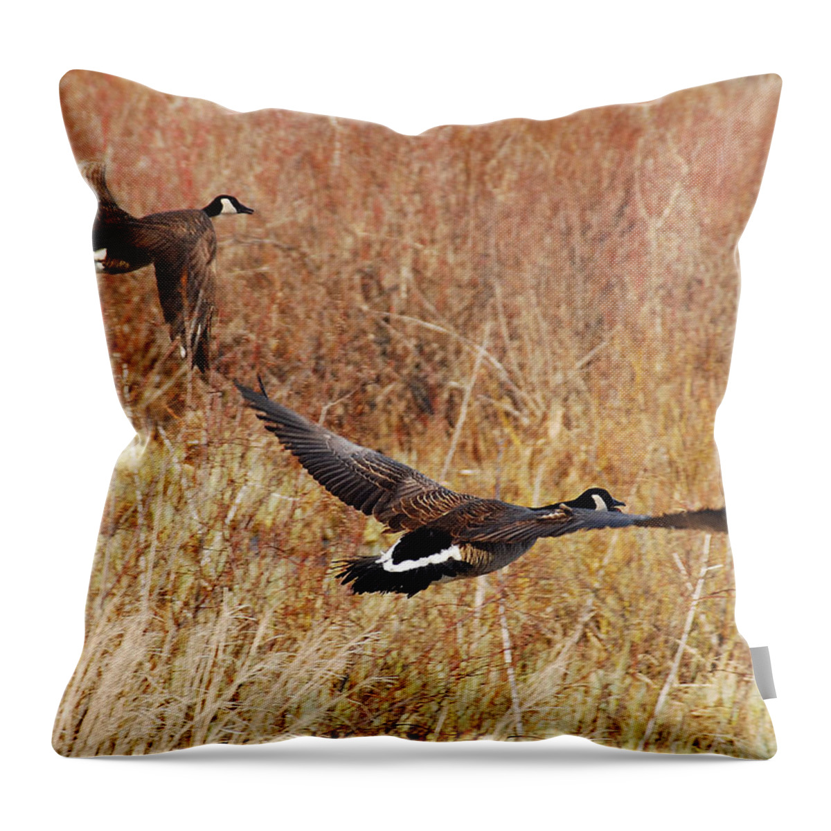 Geese Throw Pillow featuring the photograph Geese - Taking Off in Flight by Janice Adomeit