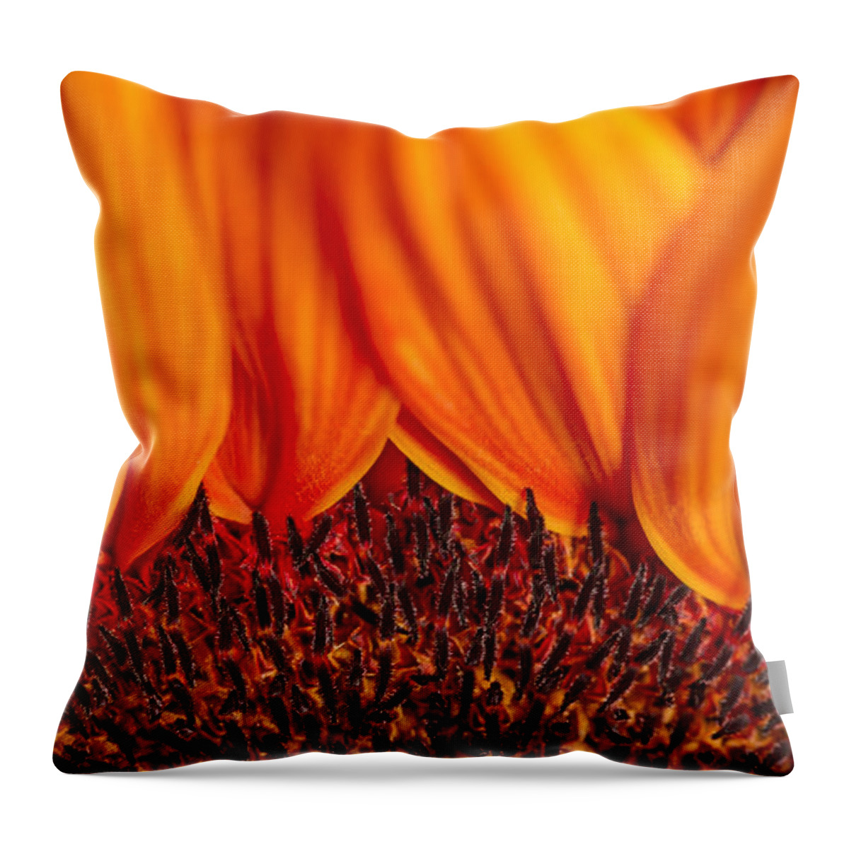 3scape Throw Pillow featuring the photograph Gerbera on Fire by Adam Romanowicz