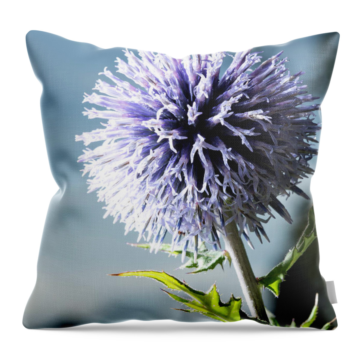 Purple Throw Pillow featuring the photograph Germany, Bavaria, Blue Thistle, Close Up by Westend61