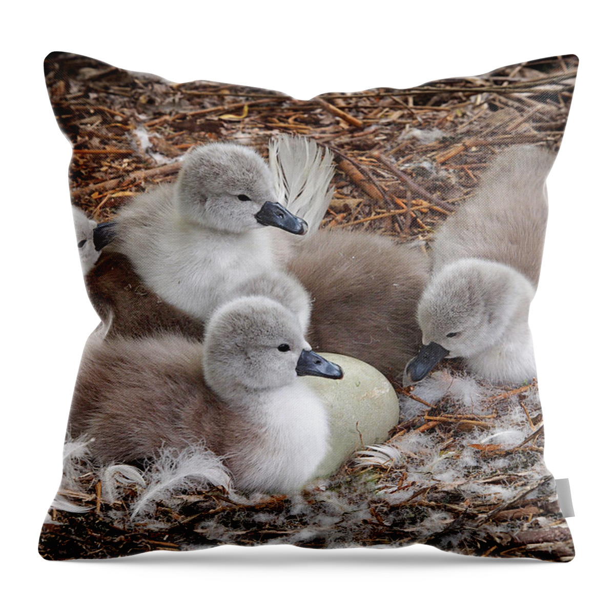 Cygnet Throw Pillow featuring the photograph Get Cracking - You're Late by Gill Billington