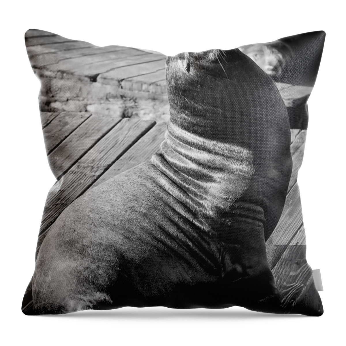 California Throw Pillow featuring the photograph Giant California seal lion basking in the sun on Pier 39 - San Francisco by Jennifer Rondinelli Reilly - Fine Art Photography