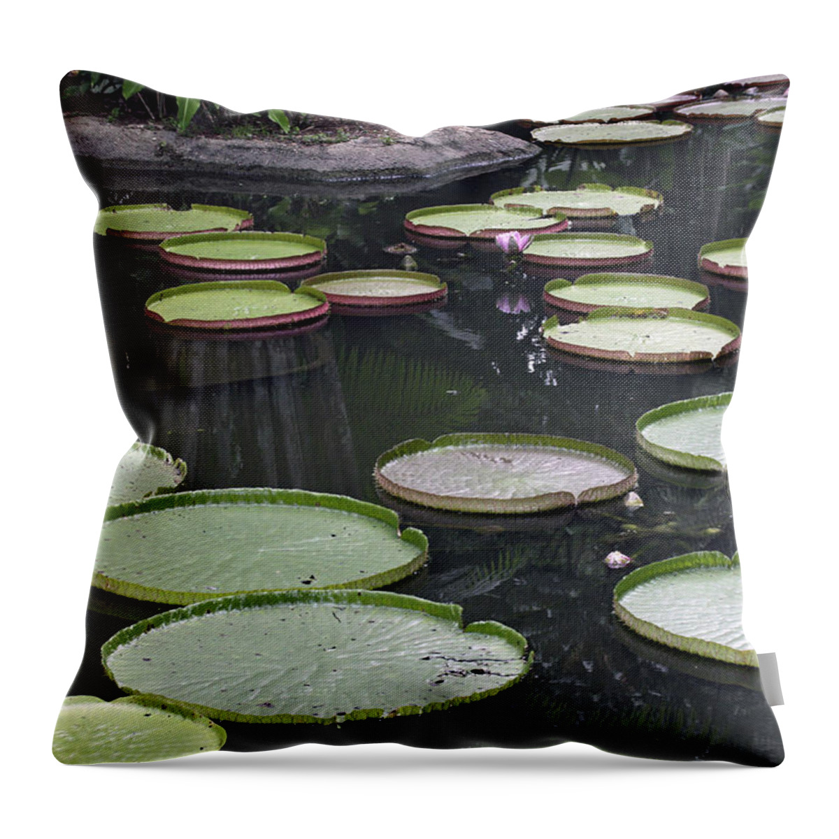 Pond Throw Pillow featuring the photograph Giant Lily Pads by Shoal Hollingsworth
