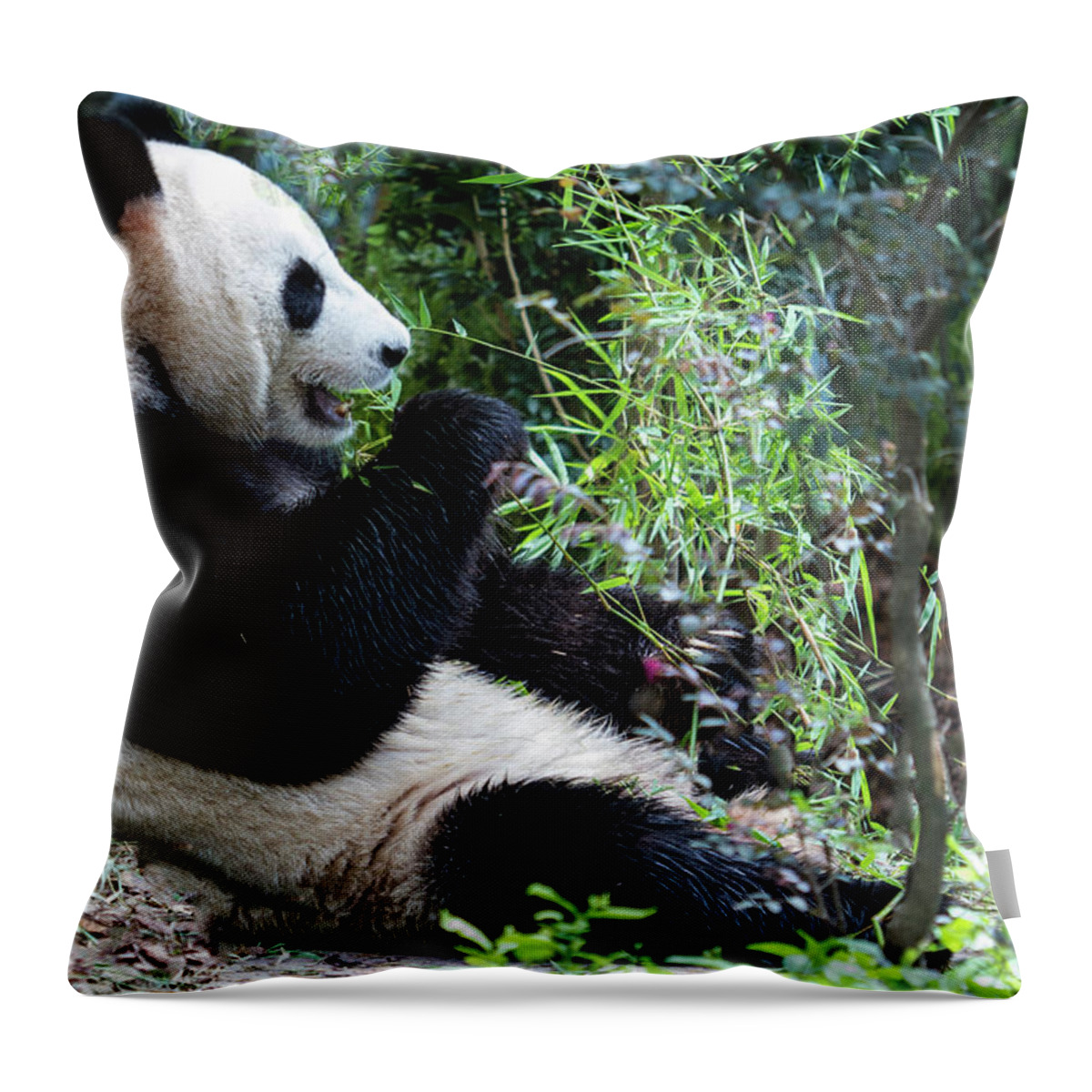 Panda Throw Pillow featuring the photograph Giant Panda by Manoj Shah